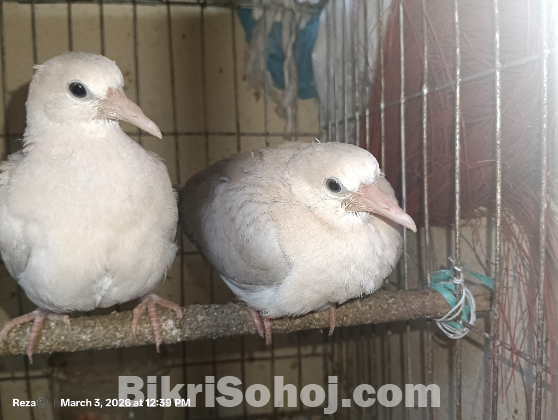 কম দামে ঘুঘু পাখি সিলেটের ভিতরে( ঘুঘু পাখির বাচ্চা)